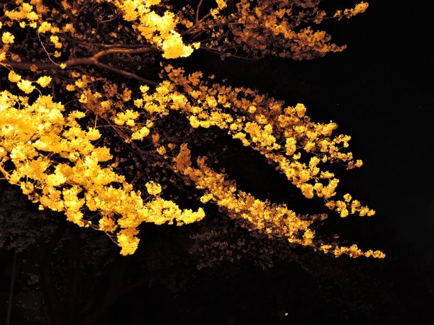 夜晚的樱花灯光。2图片下载