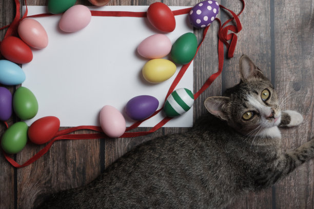 扁平的复活节彩蛋和可爱的猫放在木桌上。图片下载