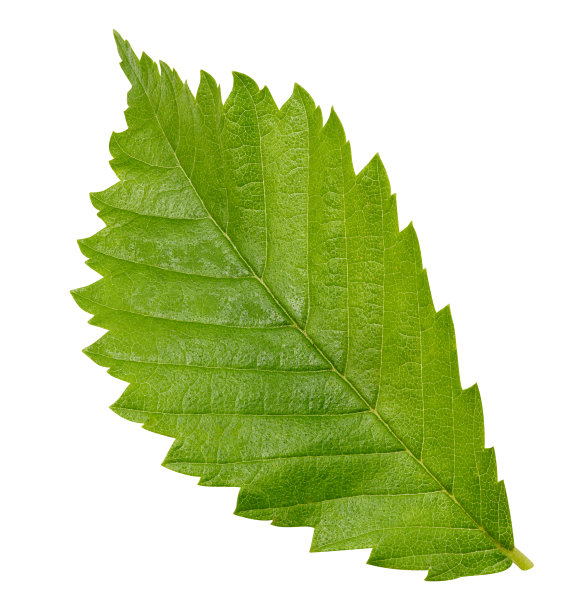 绿叶孤立图片下载