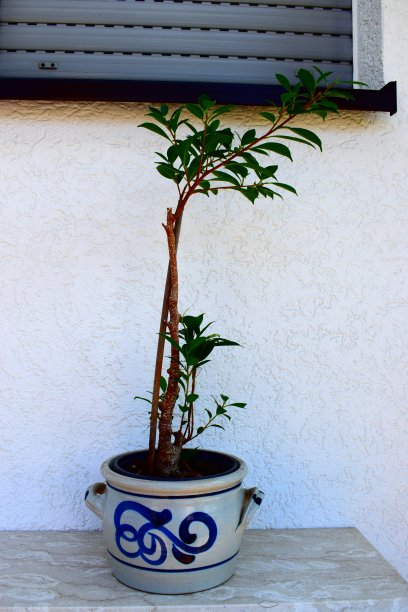 盆景树图片下载