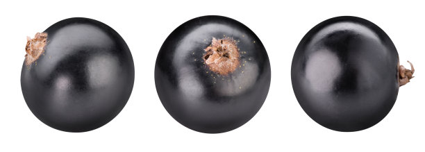 黑加仑孤立的修剪路径图片下载