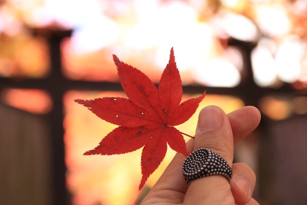 满足感觉的堕落图片下载