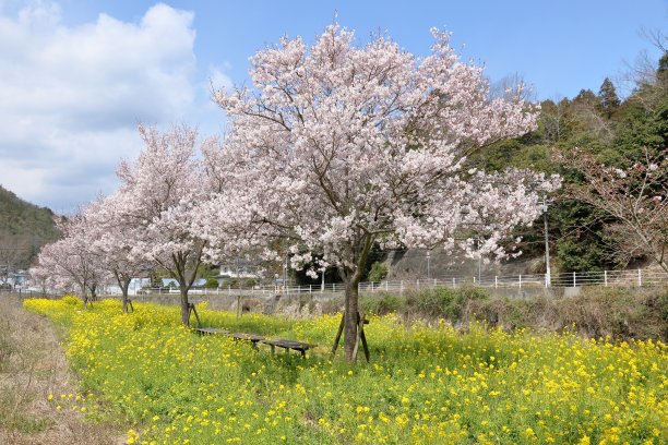 河边的樱花盛开图片下载