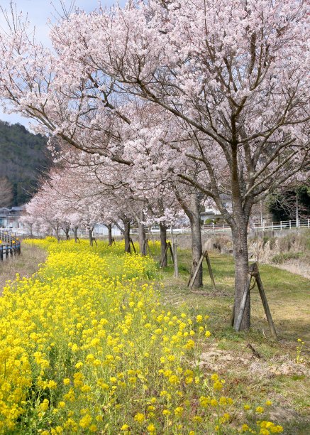 河边的樱花盛开图片下载