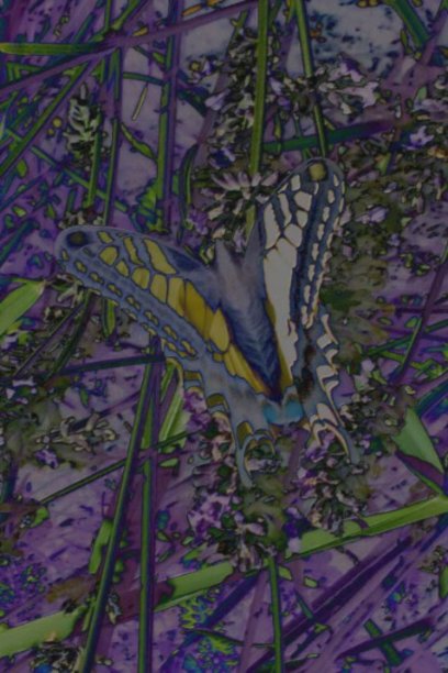 艺术从蝴蝶图片下载