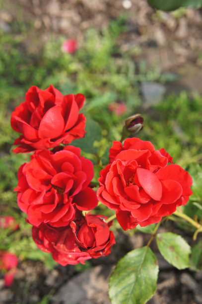 红玫瑰花朵在花园垂直图片下载