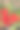 红玫瑰花朵在花园垂直图片下载