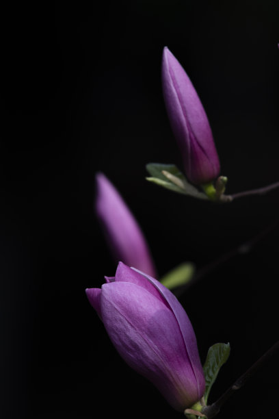 紫玉兰和花蕾在春天盛开图片下载