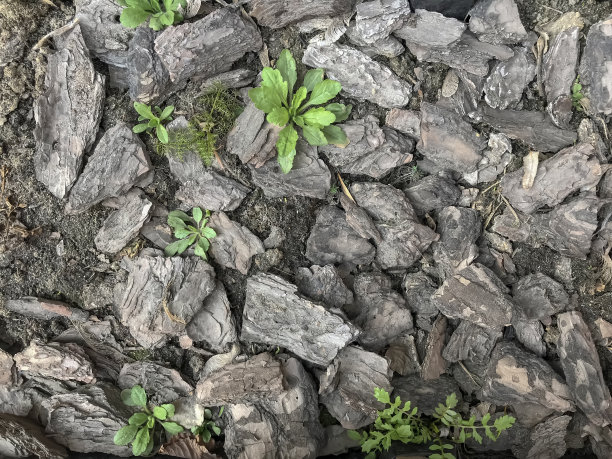 树皮纹理以绿色植物为背景图片下载