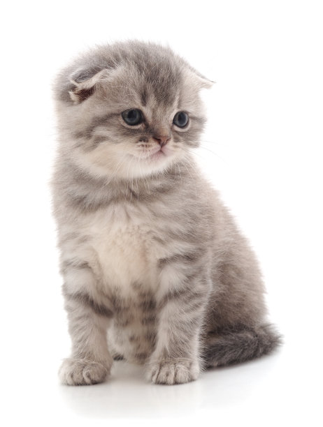 灰色的漂亮的猫。图片下载