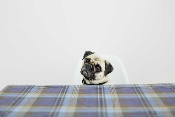 帕格狗坐在餐桌旁图片下载