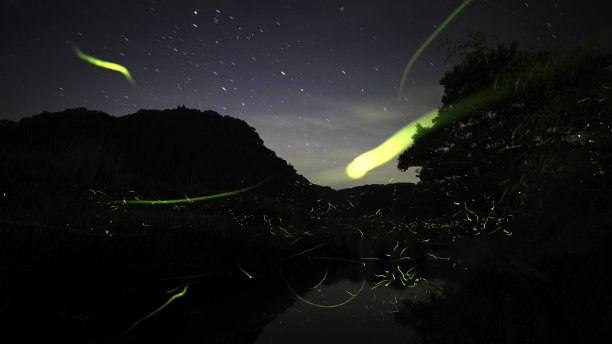 夏天有很多萤火虫在跳舞。图片下载