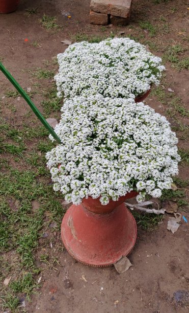 矮牵牛花在花园里图片下载