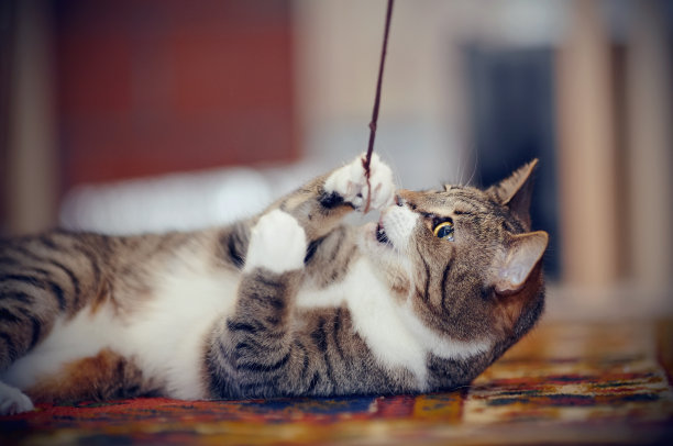 那只长着白爪子的条纹猫在地毯上玩耍图片下载