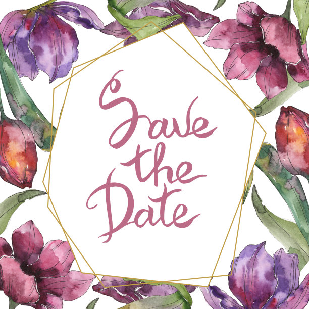 紫色的郁金香花。水彩背景插图集。边框装饰方形。图片下载