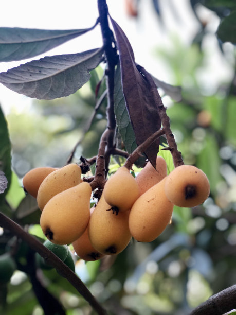 黄色的枇杷水果图片下载