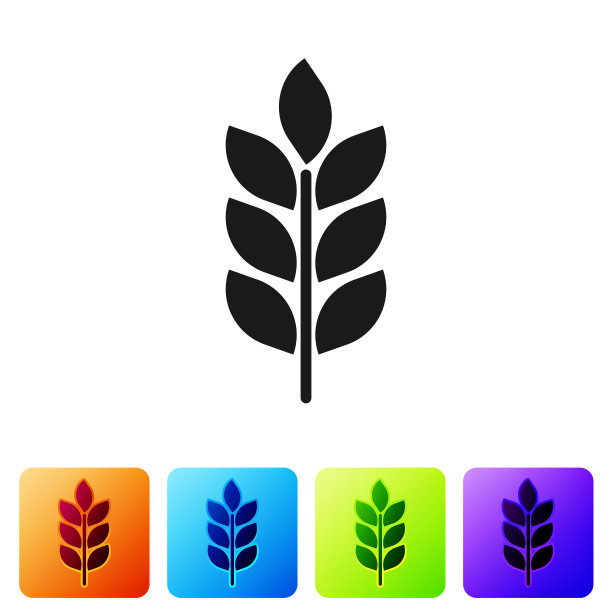 黑色谷物图标设置大米，小麦，玉米，燕麦，黑麦，大麦标志在白色的背景。小麦穗是面包的象征。农业小麦的象征。设置图标在颜色方形按钮。矢量图图片下载
