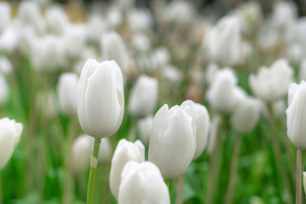 白色郁金香，在寒冷的冬天盛开图片下载