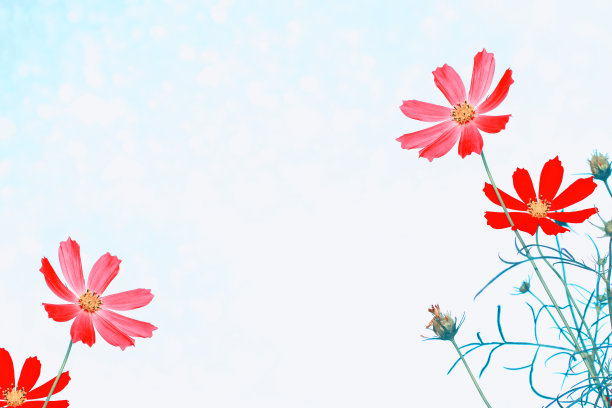 色彩斑斓的宇宙花图片下载