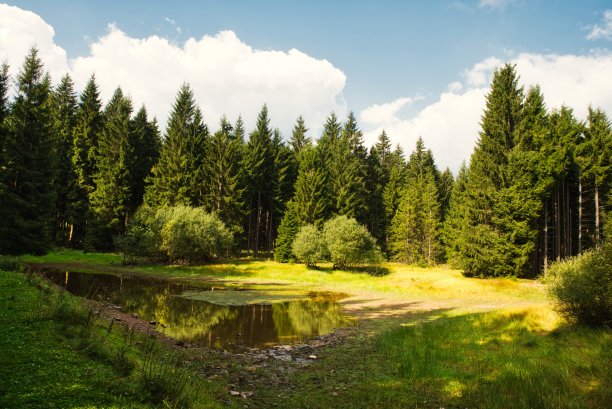 胖墩在森林里图片下载