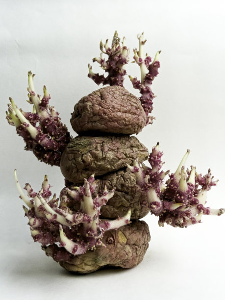 土豆土豆外星人图片下载