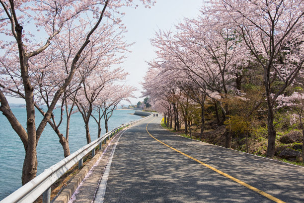 樱花路图片下载