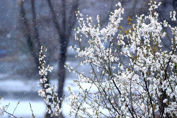 白色的花和雪花的风景图片下载