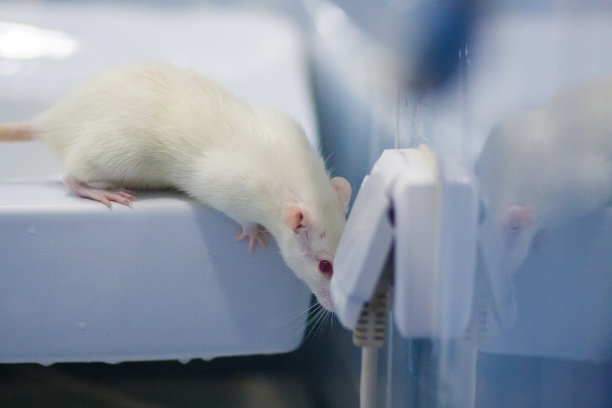 短路电气概念。老鼠是白色的图片下载