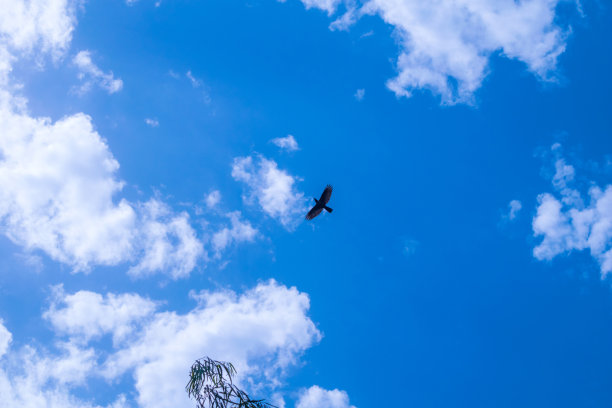 蓝天上乌鸦的剪影。图片下载