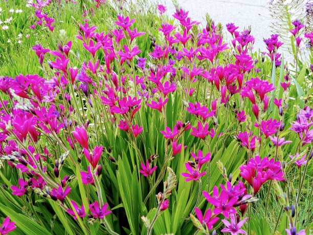 充满活力的粉红色花朵在春天的加利福尼亚图片下载