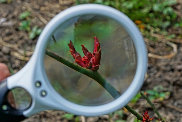 白色放大镜增加植物枝条上的红芽图片下载