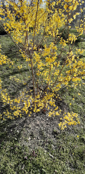 春天鲜花照片。花丛中的树枝。图片下载