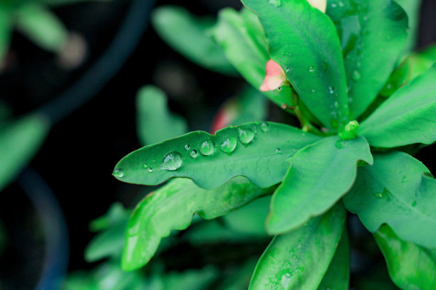 叶子上的水滴图片下载