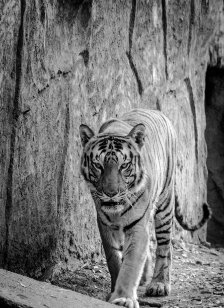 孟加拉虎图片下载