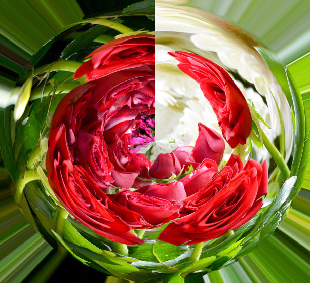 红玫瑰和抽象的花朵图片下载