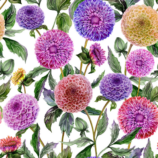 美丽的紫色，红色和黄色的大丽花与绿色的叶子在浅白色的背景。无缝的花卉图案。水彩画。手绘插图。图片下载