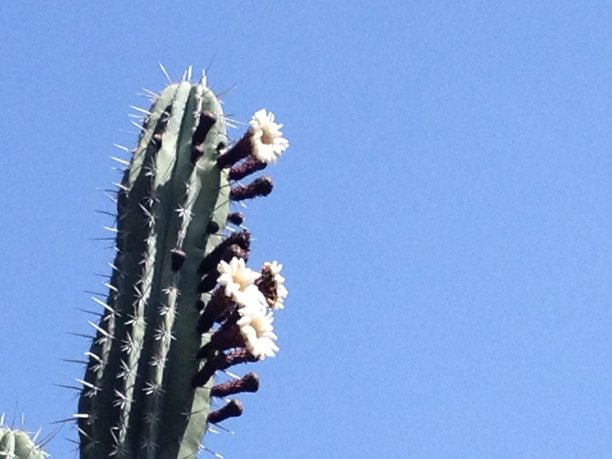 盛开的仙人掌图片下载