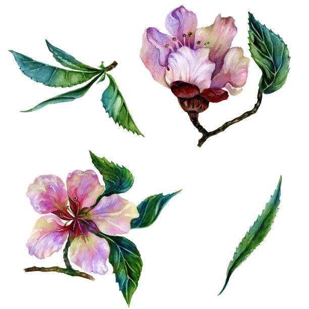 美丽的桃树花在一个小树枝上。花组的两个小枝在粉红色和红色。春天的繁荣说明。孤立在白色背景上。水彩画图片下载