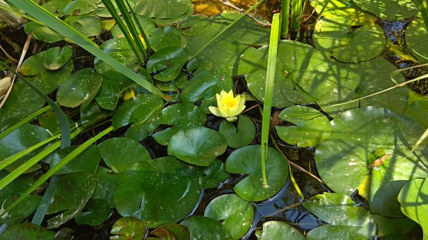 睡莲叶子漂浮在花园池塘的水面上。荷花叶厚，半开，淡黄色花。图片下载