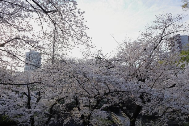 日本东京的一棵樱桃树图片下载