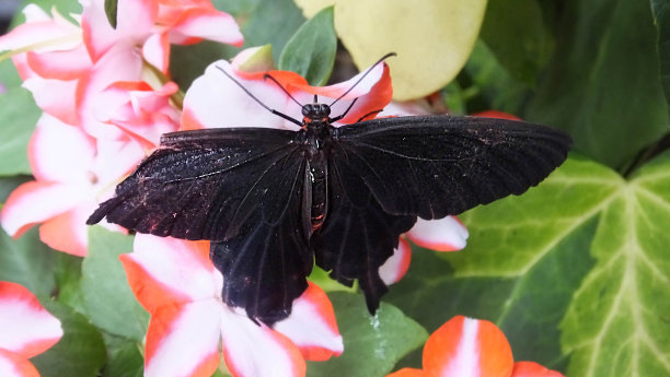 黑蝴蝶图片下载