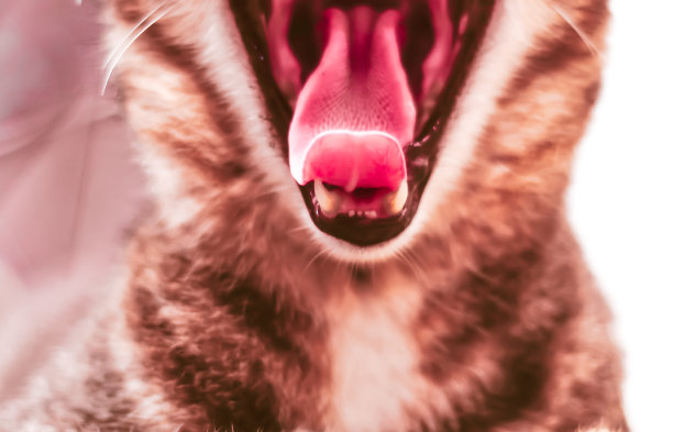 猫张着大嘴巴打哈欠图片下载