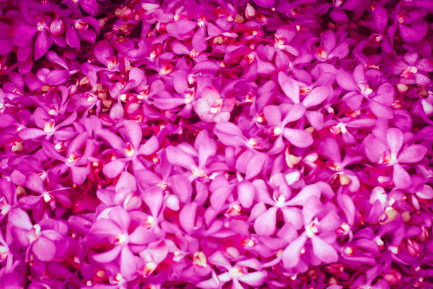 粉红色兰花与模糊的背景图片下载