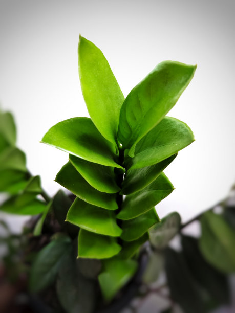 ZZ 工厂图片下载