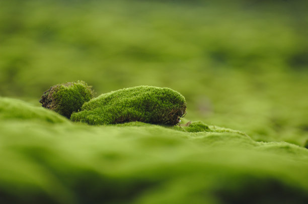 长满青苔的大海。图片下载