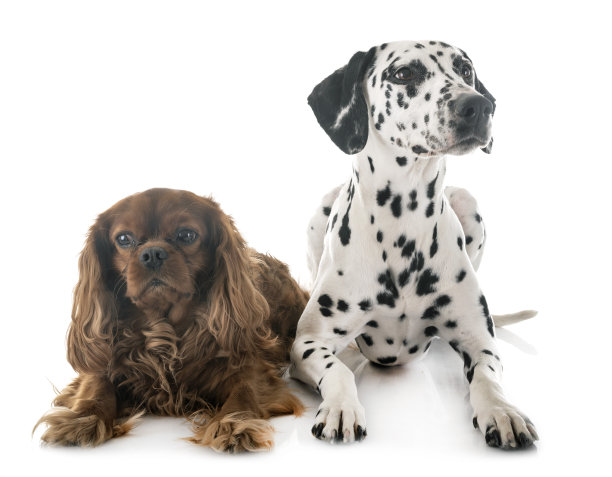 达尔马提亚犬，骑士国王查尔斯图片下载