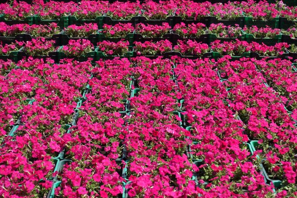 一排排装着洋红色牵牛花的绿色盒子图片下载