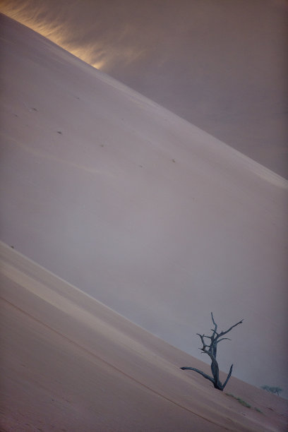 纳米比亚Sossusvlei沙丘旁的一棵枯树。图片下载