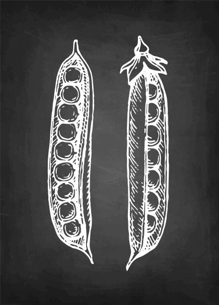 豌豆的粉笔素描。图片下载