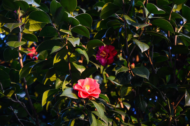 公园里的茶花。图片下载